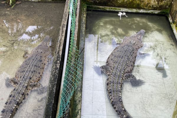 Teluk Sengat Crocodile Farm